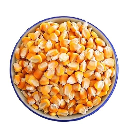 Yellow Corn for Poultry Feed