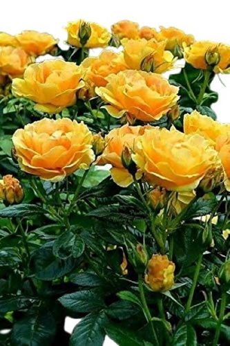 Beautiful And Sophisticated Honey Yellow Rose Flower Live Plant Shelf Life: 7-10 Days