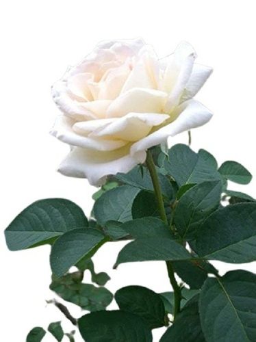 Beautiful Gardening Live Grafted Fresh White Rose Plant