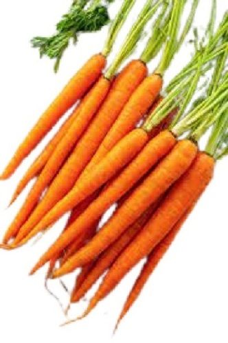 Long Raw A-Grade Healthy Nutritious Naturally Grown Fresh Carrot For Cooking 