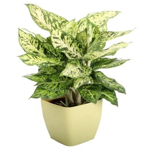 1 Foot Dieffenbachia Seguine Decorative Plant 