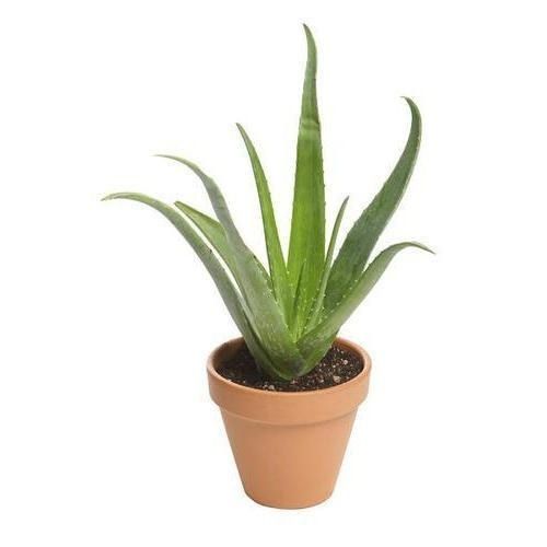 1 Foot Herbal Aloe Vera Plant For Skin Care 