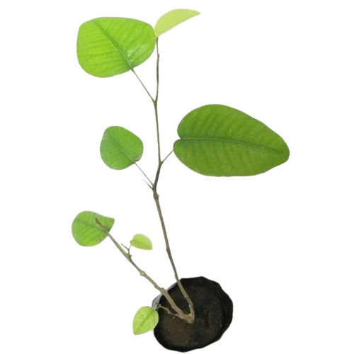 Green 1 Foot Oval Leaves Sandalwood Plant 