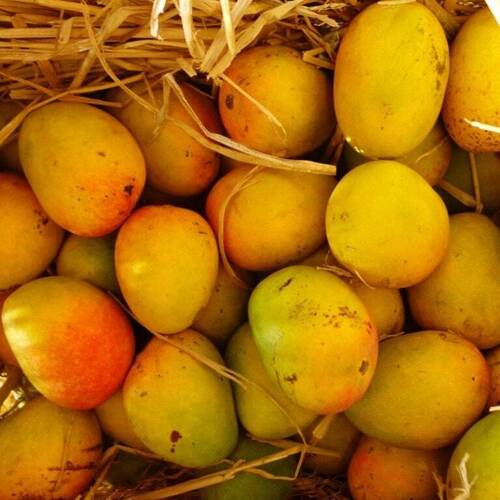 100% Maturity Fresh Yellow Mango For Juice And Salad