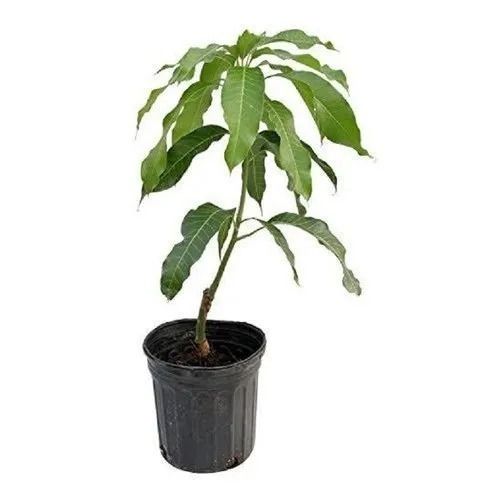 Green 30 Centimeter Oval Leaves Stem Mango Plant 