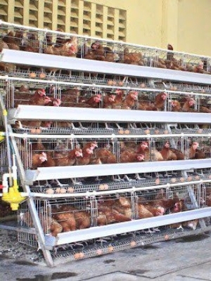 Chicken Poultry Farming Services By Mane Livestock Farming Pvt Ltd