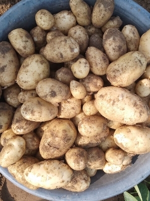 Good In Taste Easy To Digest Fresh Potato By BEAUTI ENTERPRISES