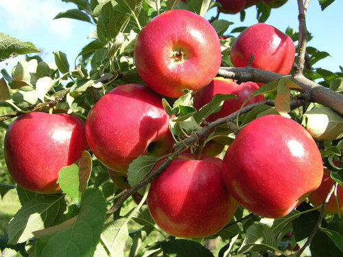 Human Consumption Natural Organic Red Apple For Juice And Salad