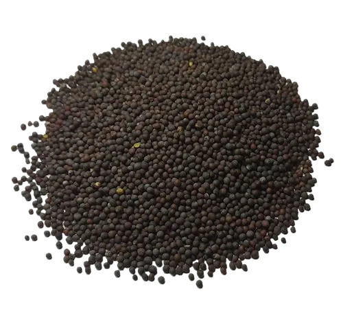 Natural And Pure Commonly Cultivated Oil Black Mustard Seed For Cooking