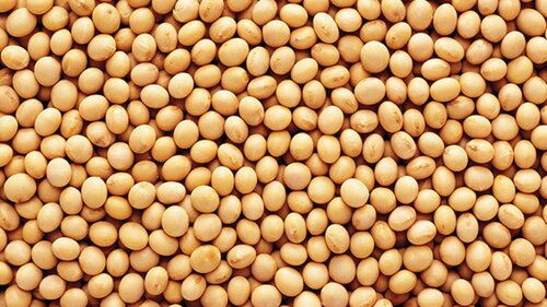 Organic Soybean Seeds For Human Consumption, With Complete Purity