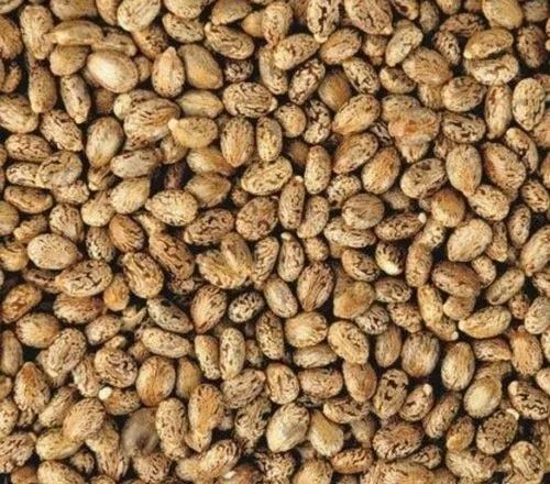 Dried And Natural Food Grade Castor Seeds For Leprosy Usage Admixture (%): 1%