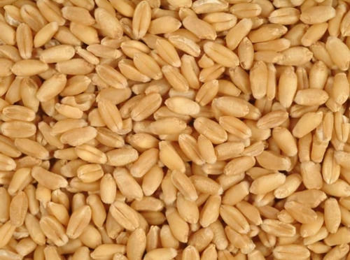 Brown Healthy And Organic Hard White Wheat Grain For Cooking