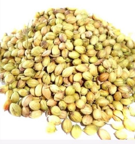 Natural And Pure Dried Raw Commonly Cultivated Coriander Seeds