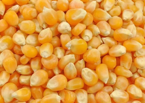 Organic Maize Seed For Eating 