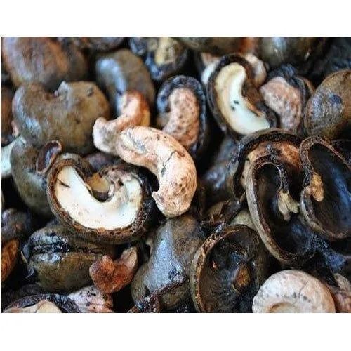 1.2 Inch Commonly Cultivated Raw And Dried Cashew Nut Shell