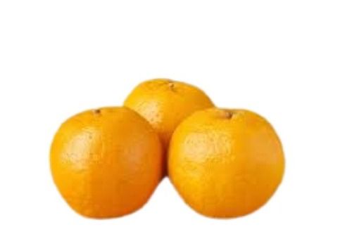 A Grade Common Cultivated Sour Tasty Round Fresh Seville Orange Fruits