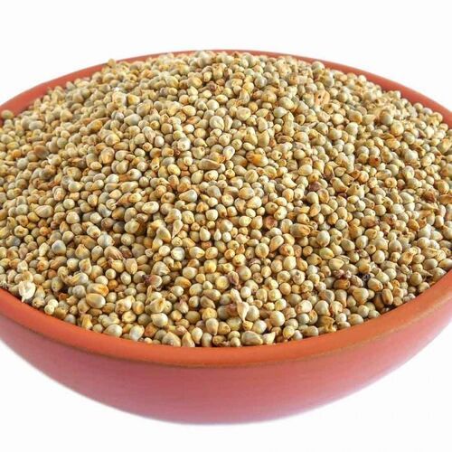 High Protein Indian Pearl Millet