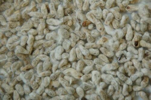 Organic Cotton Seeds, High In Dietary Fiber And Protein