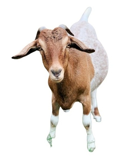 30 40kg Healthy Disease Free 18 Months White With Brown Live Goat 