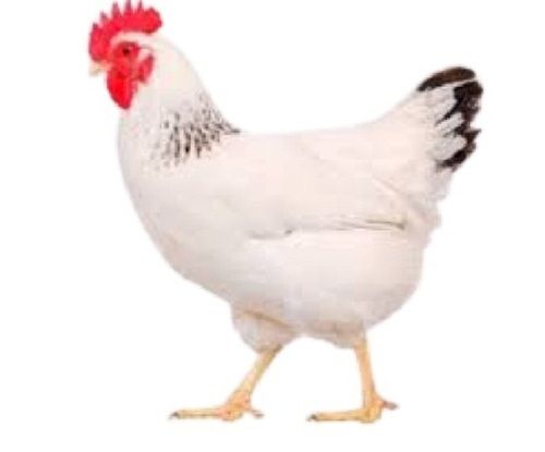 White Healthy Disease Free Popular Female Live Broiler Chicken