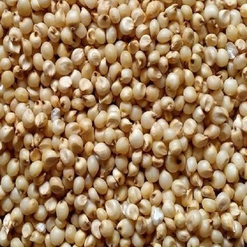 Pure Natural Growth Yellow Sorghum Grains