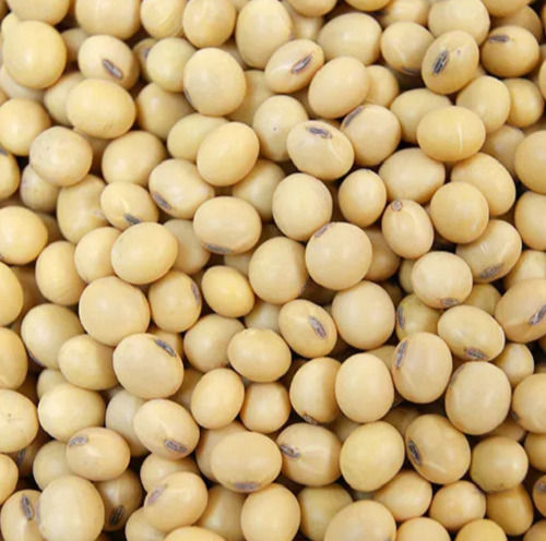 5.22% Moisture Organic Cultivated Dried Soybean Seeds