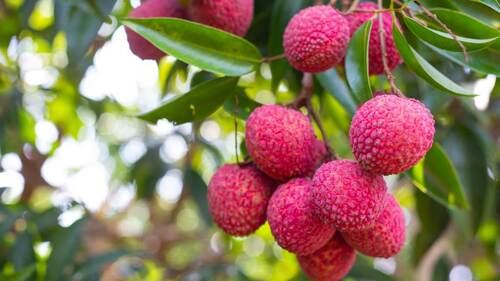 Red Organic Farm Fresh Sweet Litchi Good For Health