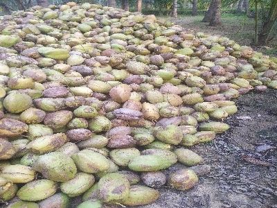 Healthy And Nutritious Husked Coconut