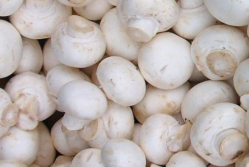 White  Seasonally Cultivated Raw Fresh Button Mushroom For Cooking 