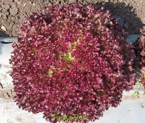 100% Fresh Red Lettuce For Vegetables