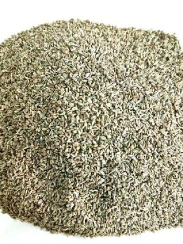 9.5 % Ash High Purity Natural Cultivated Dried A Grade Organic Ajwain Seeds