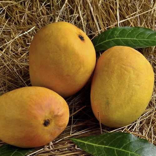 A Grade Fresh Alphonso Mango With 1 Week Shelf Life