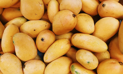 A Grade Yellow Natural Alphonso Mangoes