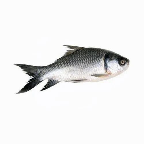 Fresh Fish In Barasat, West Bengal At Best Price