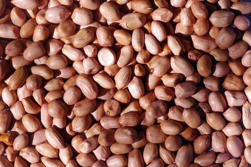  छह शेल्फ लाइफ वाले 99% शुद्ध आम तौर पर उगाए जाने वाले मूंगफली के बीज 