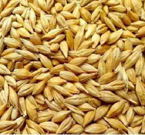Healthy And Nutritious 99% Pure Organic Dried Raw Barley Seeds