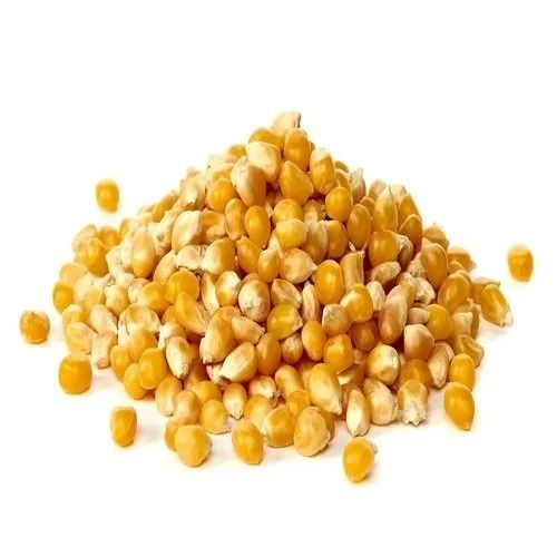 Yellow Fresh Natural Maize