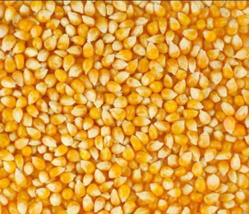 Light Yellow Dried Corn For Animal Food Cattle Feed And Human Food