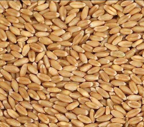 Natural Dry Brown Wheat Grain For Multiple Purpose