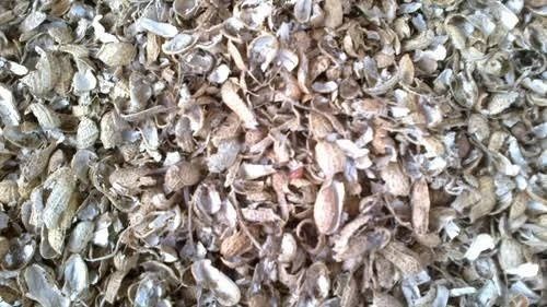 Pure And Natural Nutritious Dried Groundnut Shell  Admixture (%): 2%