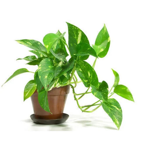 Mustard Family Well Watered Green Nursery Indoor Plants