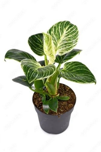 Green Medium Size Leaf Philodendron Bir-Kin Plant For Indoor Purposes