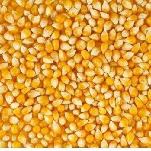 Raw Whole Commonly Cultivated Sun Dried Non Edible Hybrid Maize Seeds