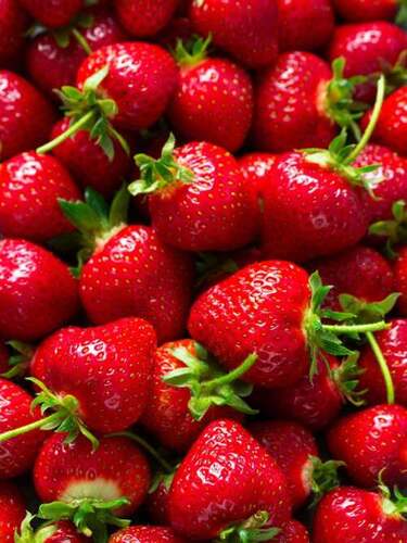 96% Maturity Organic Fresh Sweet Strawberry For Juice Making