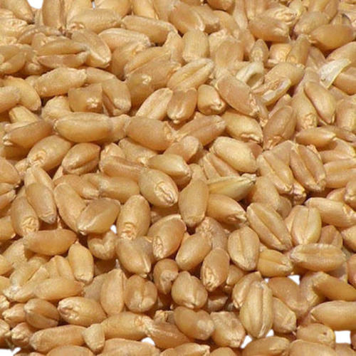 99% Pure Commonly Cultivated Edible Wheat Seed With 12 Months Shelf Life 