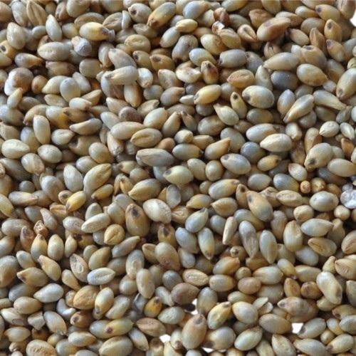 99% Pure Commonly Cultivated Hybrid Bajra Seed With 12 Months Shelf Life