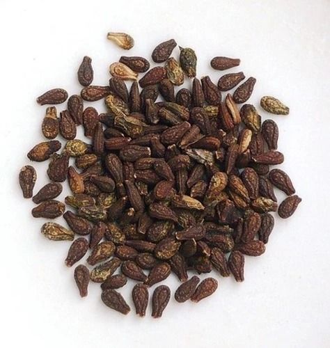 Pure And Dried Common Cultivation Herbal Shivlingi Seeds