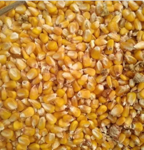 Pure And Dried Edible Whole Corn Seed With 12 Months Shelf Life 
