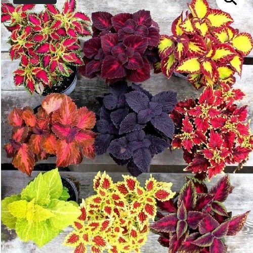 Well Drained Nursery Flower Plants For Gardening And Farming