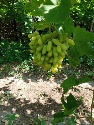 Openly Cultivated Natural Farm Fresh Green Grapes Fruit